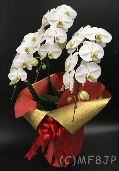 胡蝶蘭/白/3本立/開店祝/移転祝