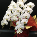 胡蝶蘭白3本立33輪以上/開店祝/移転祝