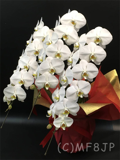 胡蝶蘭白3本立33輪以上/開店祝/移転祝
