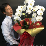 胡蝶蘭/白/3本立/開店祝/移転祝