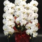 胡蝶蘭/白/3本立/開店祝/移転祝