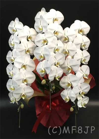 胡蝶蘭/白/3本立/開店祝/移転祝