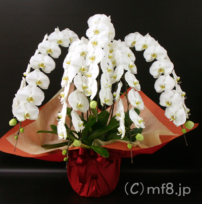 胡蝶蘭/白/5本立/開店祝/移転祝