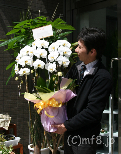 胡蝶蘭/白/3本立/開店祝/移転祝