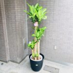 観葉植物/ドラセナマッサンギアナ/幸福の木/移転祝/開店祝