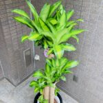 観葉植物/ドラセナマッサンギアナ/幸福の木/移転祝/開店祝