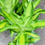 観葉植物/ドラセナマッサンギアナ/幸福の木/移転祝/開店祝