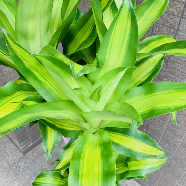 観葉植物/ドラセナマッサンギアナ/幸福の木/移転祝/開店祝