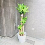 観葉植物/幸福の木/ドラセナマッサンギアナ/移転祝/開店祝