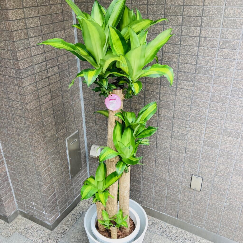 観葉植物/ドラセナマッサンギアナ/幸福の木/移転祝/開店祝
