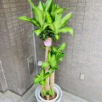 観葉植物/ドラセナマッサンギアナ/幸福の木/移転祝/開店祝