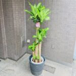 観葉植物/幸福の木/ドラセナマッサンギアナ/移転祝/開店祝
