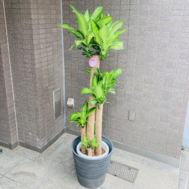 観葉植物/幸福の木/ドラセナマッサンギアナ/移転祝/開店祝