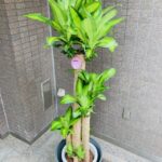 観葉植物/ドラセナマッサンギアナ/幸福の木/移転祝/開店祝