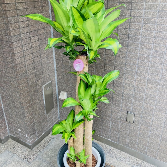 観葉植物/ドラセナマッサンギアナ/幸福の木/移転祝/開店祝