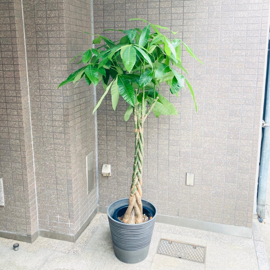 観葉植物/パキラ/移転祝/開店祝