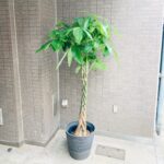 観葉植物/パキラ/移転祝/開店祝
