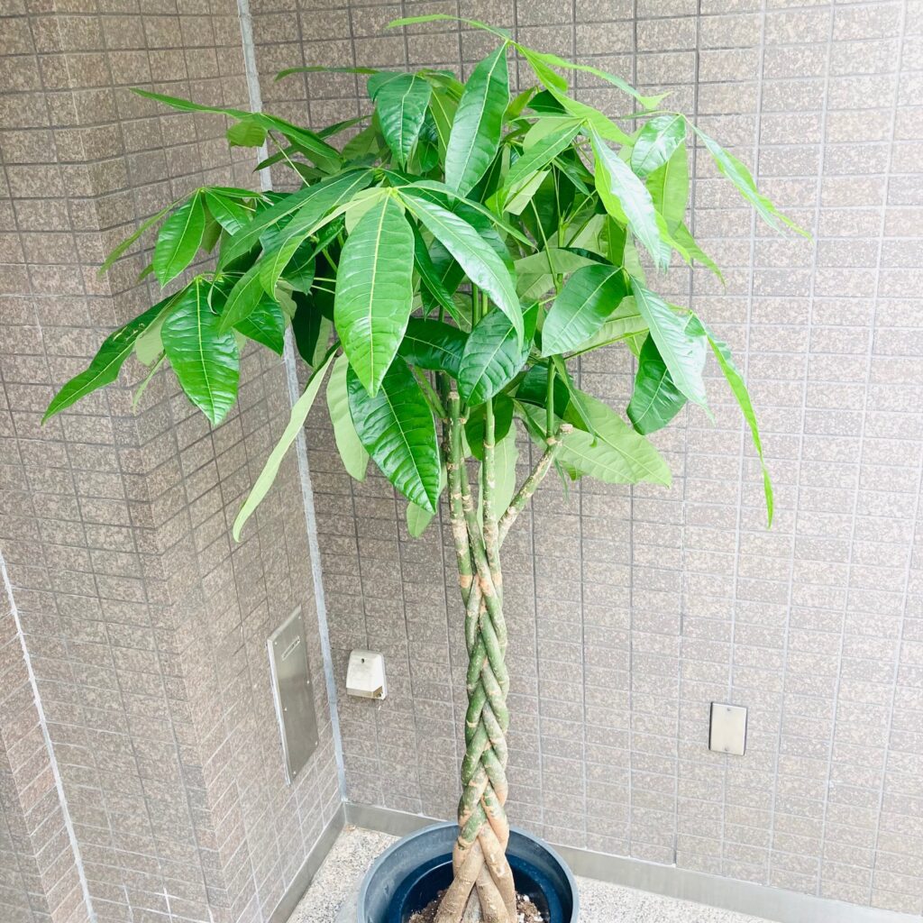 観葉植物/パキラ/移転祝/開店祝