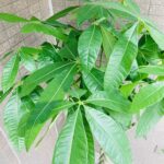 観葉植物/パキラ/移転祝/開店祝