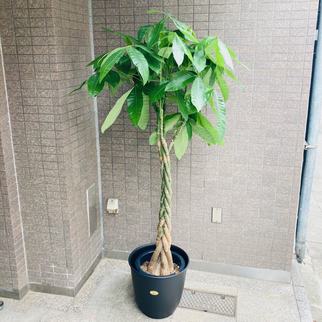 観葉植物/パキラ/移転祝/開店祝