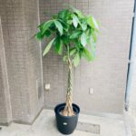 観葉植物/パキラ/移転祝/開店祝