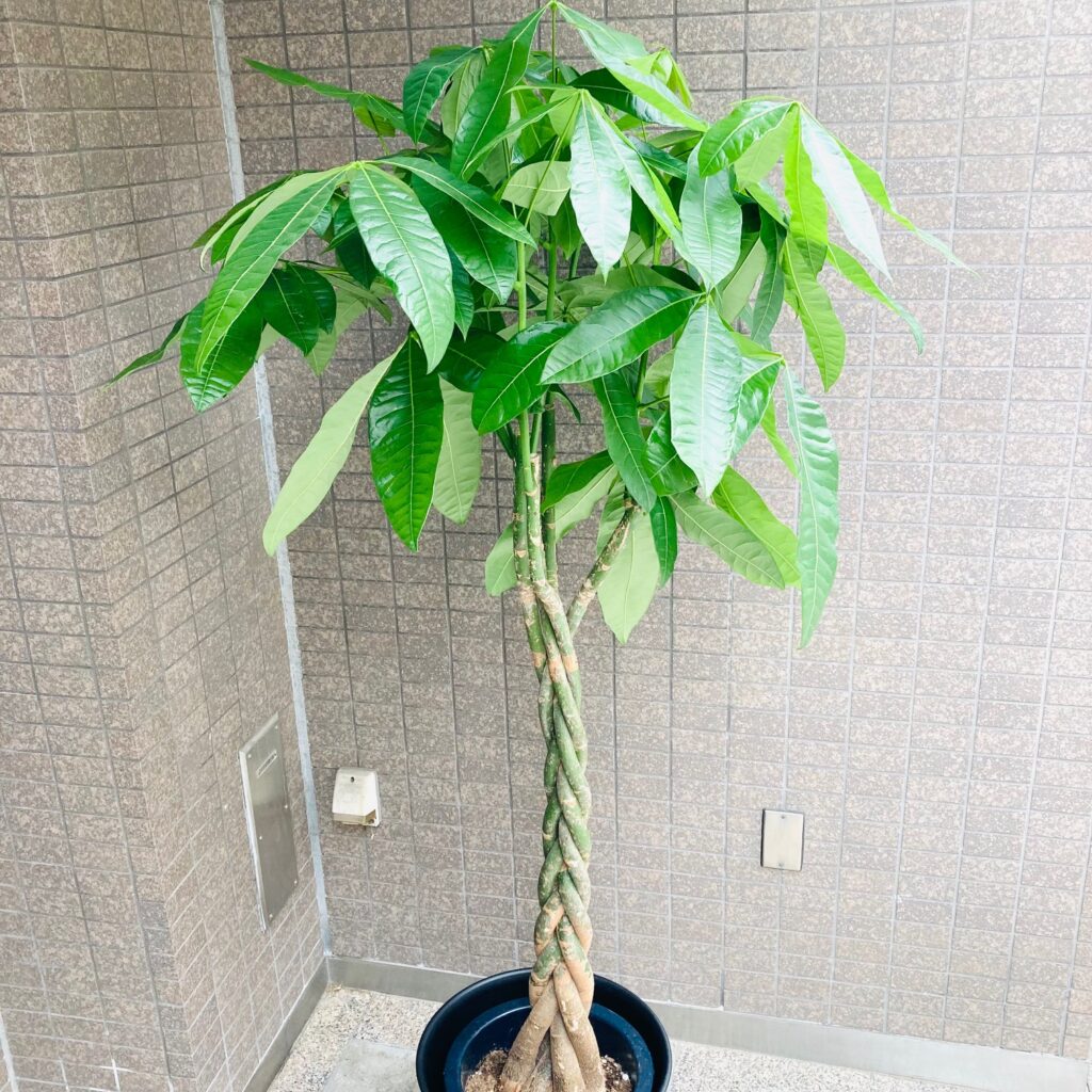 観葉植物/パキラ/移転祝/開店祝