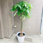 観葉植物/移転祝い/パキラ/開店祝