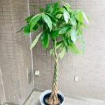 観葉植物/パキラ/移転祝/開店祝