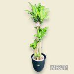 観葉植物/ドラセナマッサンギアナ/幸福の木/移転祝/開店祝