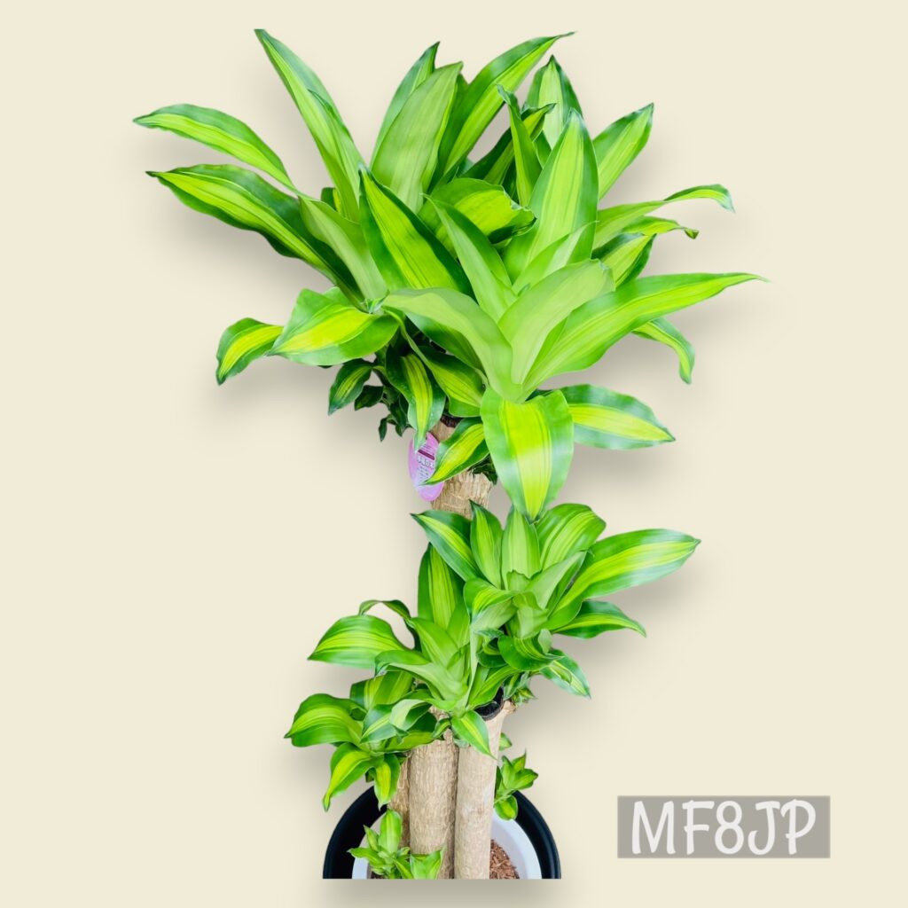 観葉植物/ドラセナマッサンギアナ/幸福の木/移転祝/開店祝