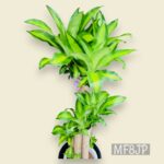 観葉植物/ドラセナマッサンギアナ/幸福の木/移転祝/開店祝