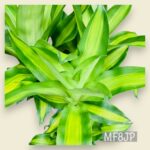 観葉植物/ドラセナマッサンギアナ/幸福の木/移転祝/開店祝