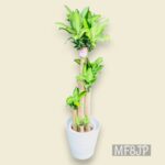 観葉植物/ドラセナマッサンギアナ/幸福の木/移転祝/開店祝