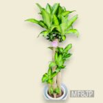 観葉植物/ドラセナマッサンギアナ/幸福の木/移転祝/開店祝