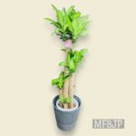 観葉植物/ドラセナマッサンギアナ/幸福の木/移転祝/開店祝