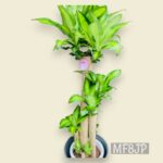 観葉植物/ドラセナマッサンギアナ/幸福の木/移転祝/開店祝