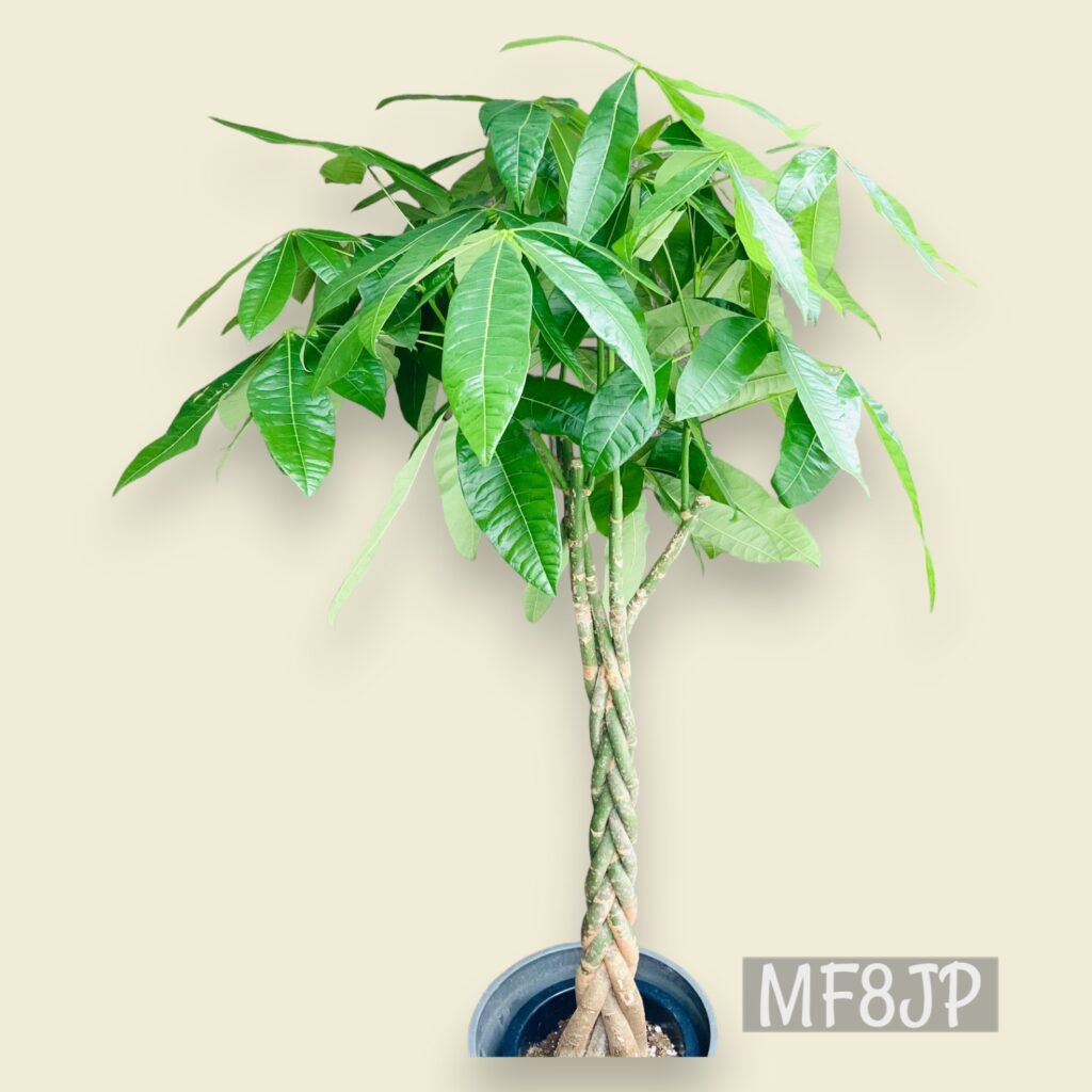 観葉植物/パキラ/移転祝/開店祝