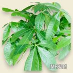 観葉植物/パキラ/移転祝/開店祝