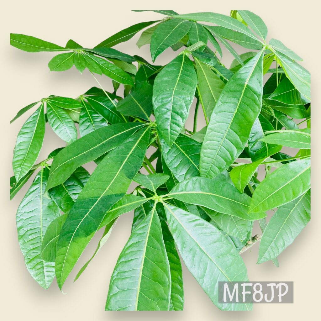観葉植物/パキラ/移転祝/開店祝
