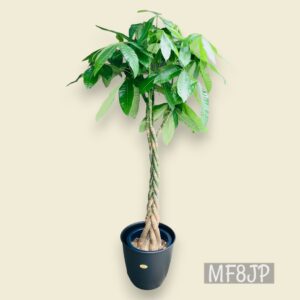 観葉植物/パキラ/移転祝/開店祝
