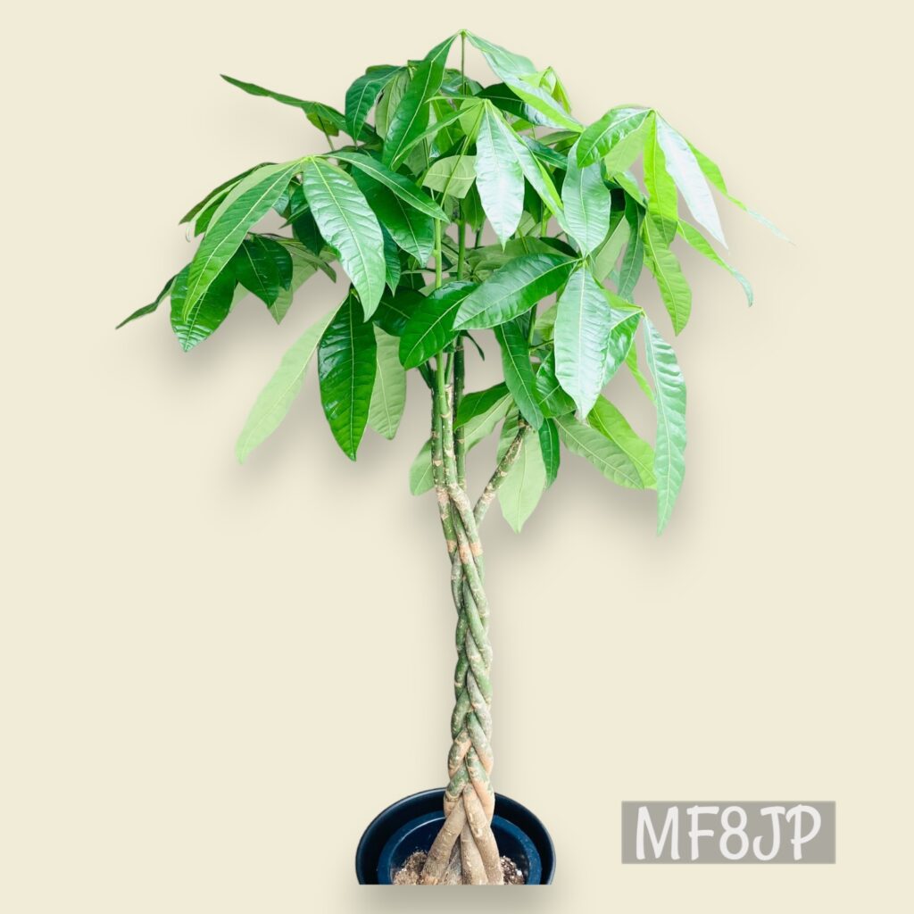 観葉植物/パキラ/移転祝/開店祝