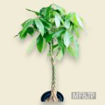 観葉植物/パキラ/移転祝/開店祝
