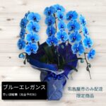 胡蝶蘭/青い胡蝶蘭/ブルーエレガンス/3本立/豪華/目立つ/華やか