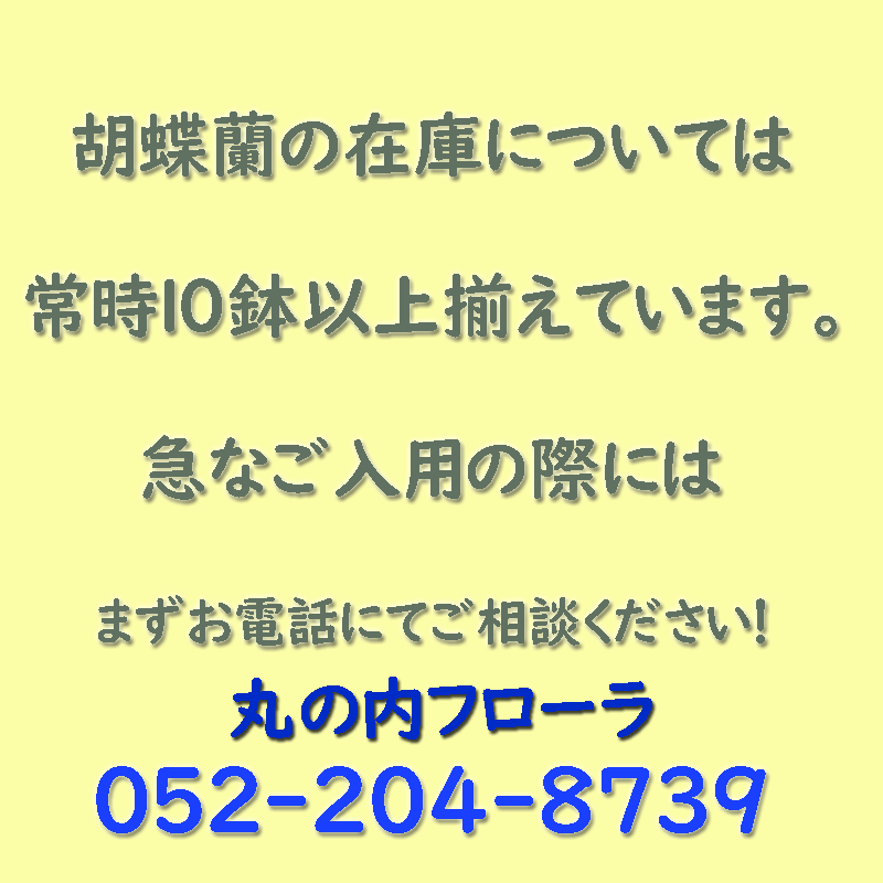 胡蝶蘭の在庫/即日お届け/当日お届け