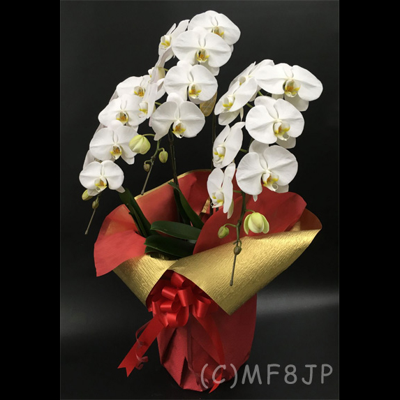 胡蝶蘭/移転祝/開店祝/名古屋市内配達/白3本立