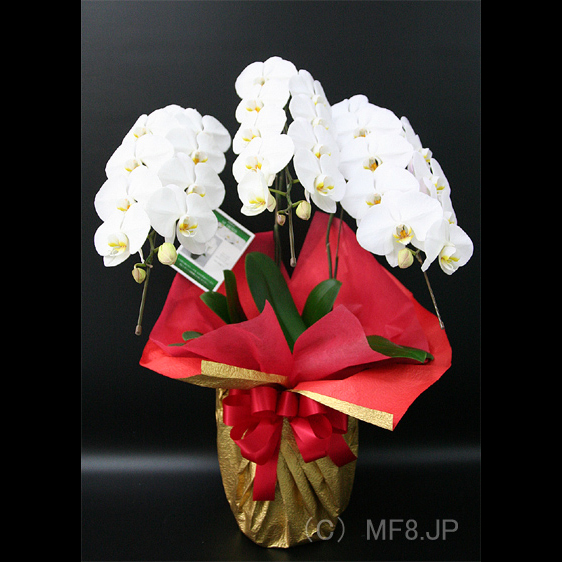 胡蝶蘭/白3本立/開店祝/移転祝