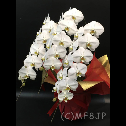 胡蝶蘭/3本立/白3本立/開店祝/移転祝