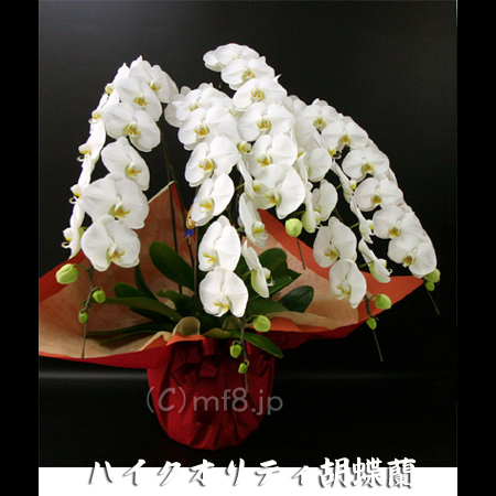 胡蝶蘭/胡蝶蘭５本立ち/移転祝/開店祝/白5本立