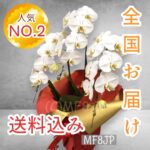 胡蝶蘭/蘭/ビジネスフラワー/法人向け/全国お届け/お祝い/開業祝い