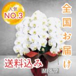 大輪胡蝶蘭/開店花/社長御就任/全国お届け/竣工